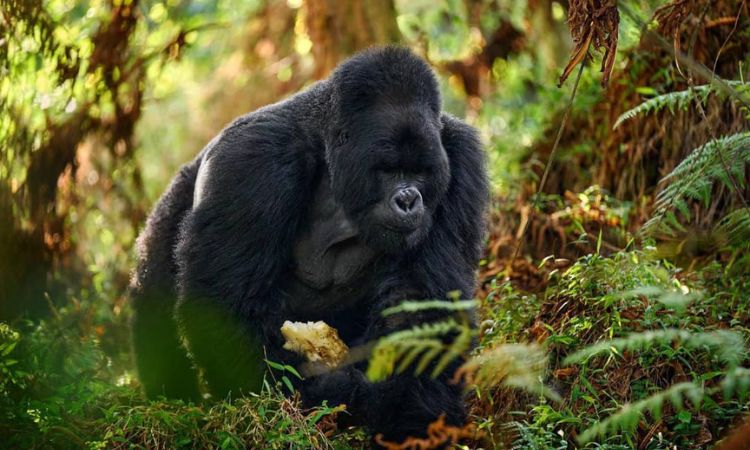 car hire Uganda with Gorilla Permits